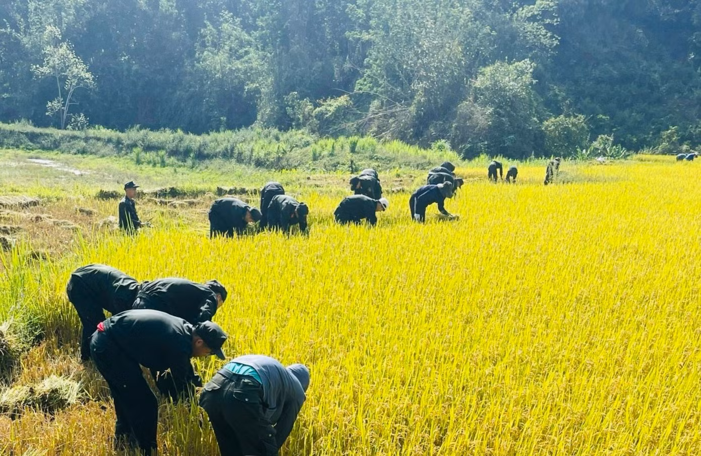 Hỗ trợ người dân thu hoạch lúa là hoạt động xã hội thường niên của tuổi trẻ công an tỉnh Điện Biên. Ảnh: Ban Thanh niên công an tỉnh Điện Biên