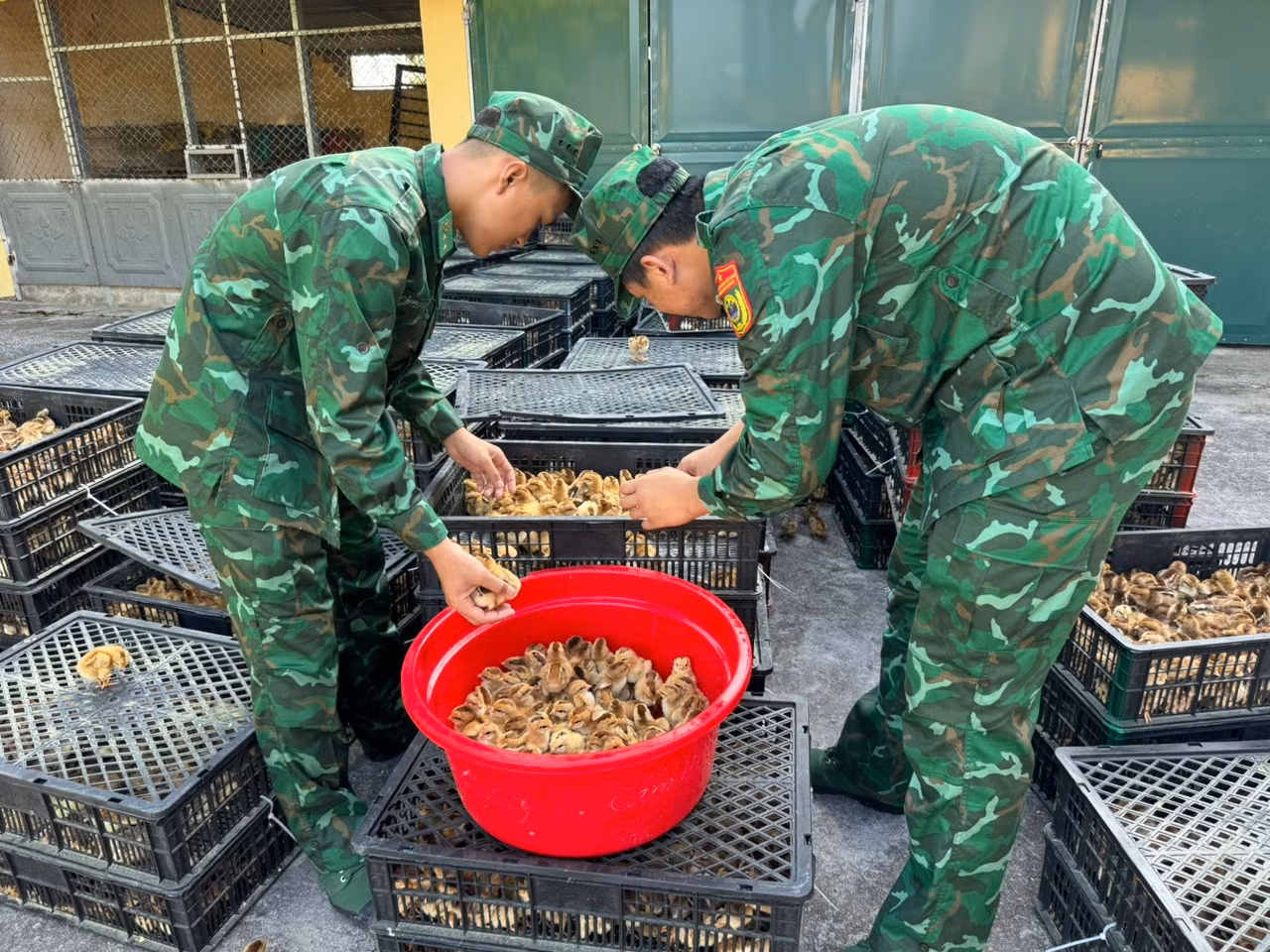 Đồn Biên phòng Trà Cổ, Móng Cái bắt giữ vụ vận chuyển gần 18.000 con gà giống nhập lậu.