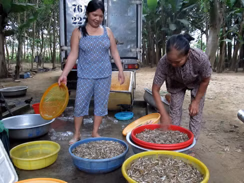  Điểm thu mua cá bống trước khi đem lên phố bán cho các cửa hàng