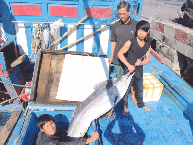 Những con cá dừa lớn - lộc giữa trùng khơi Ảnh: N.C
