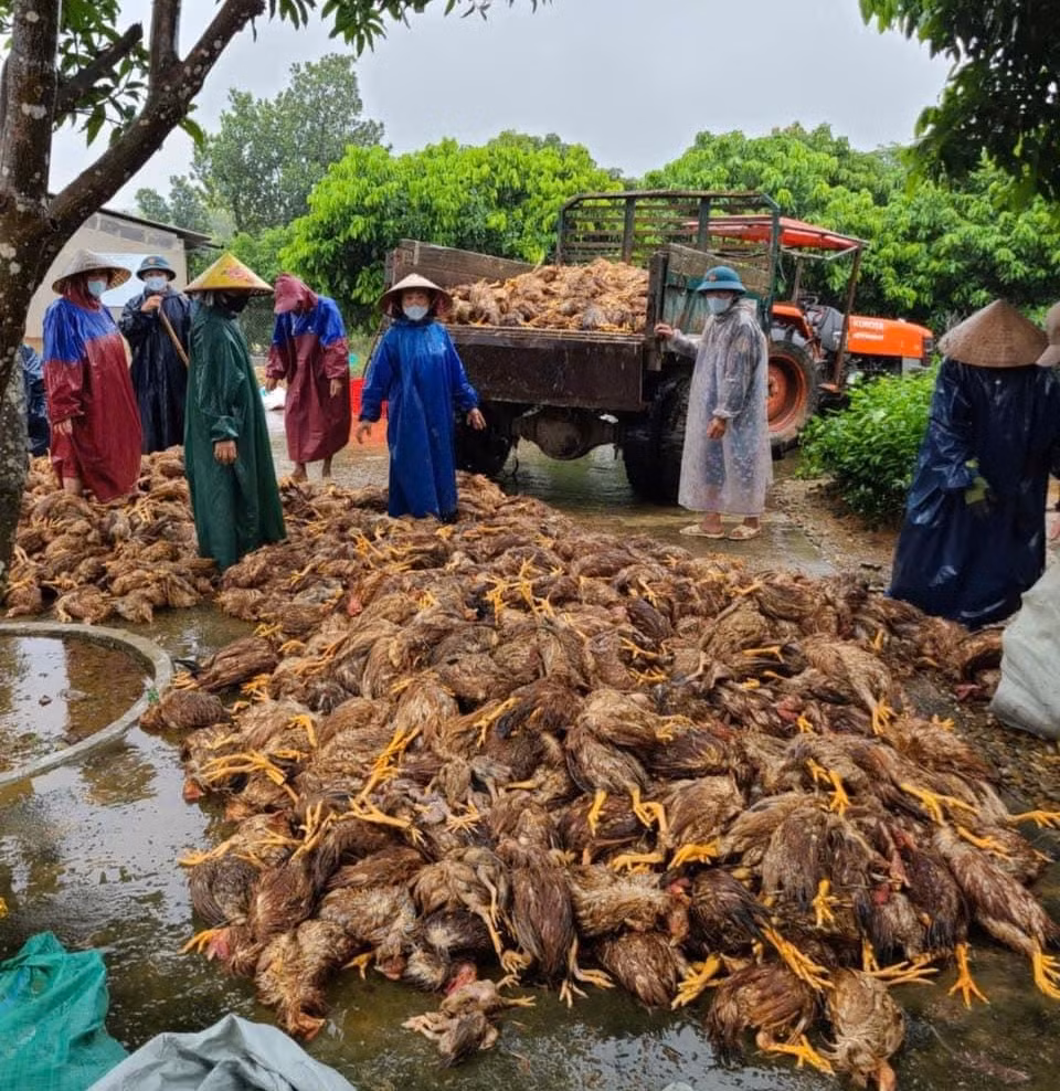 Chủ trang trại phải nhờ người thu gom và thuê xe mang gà chết đi chôn.