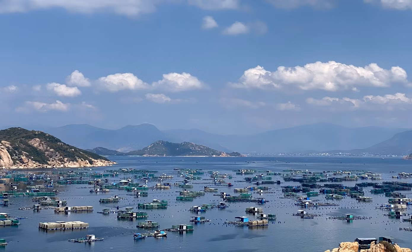 Tôm hùm nuôi gần đảo Bình Ba bị chết nhiều do ô nhiễm nguồn nước.