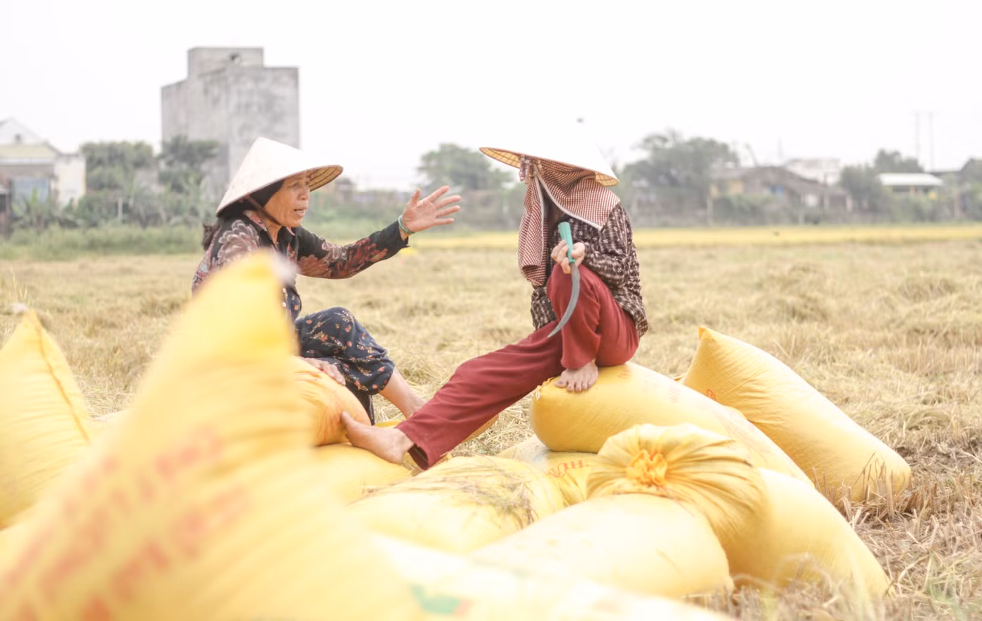 Bà Hà Thị Sáu (63 tuổi, phường Nhơn Hòa, thị xã An Nhơn) cho biết, vụ này gia đình bà làm 6 sào ruộng hiện đã cắt được 4 sào, tuy nhiên so với những năm trước năng suất có giảm.“Năm nay tính ra sản lượng cũng không đạt, ví như năm trước có đám cắt được 16 bao thì năm nay cắt chỉ còn 14 bao. Ở đây một đám lúa số lượng giảm từ 2 đến 3 bao là chuyện bình thường”, bà Sáu nói. (Ảnh: Trương Định)