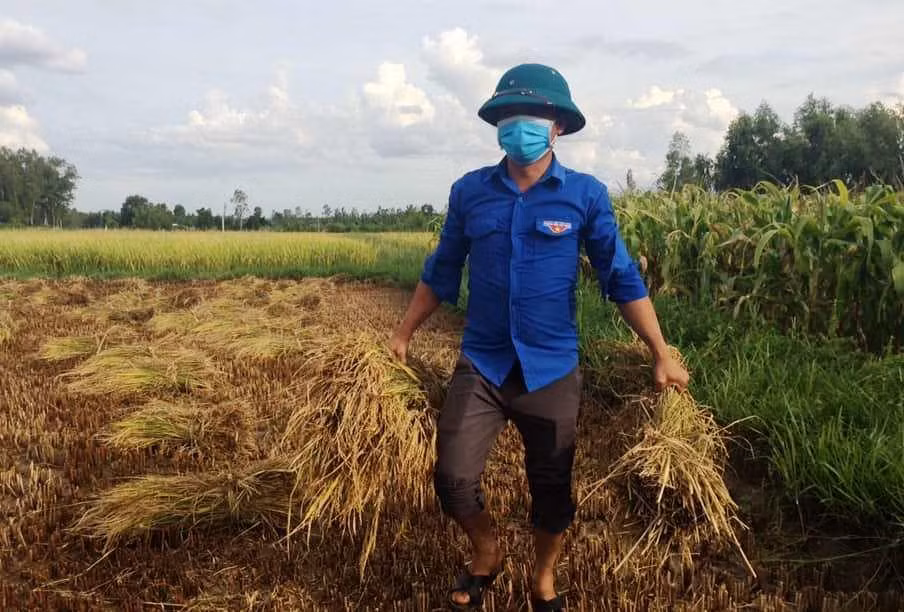 ĐVTN ở xã Cát Lâm (huyện Phù Cát), xuống đồng thu hoạch lúa giúp người dân.