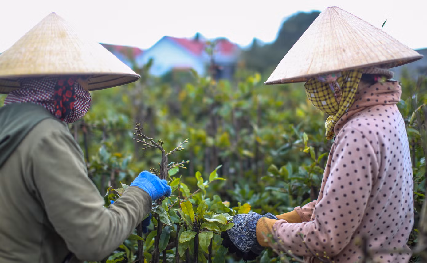 Cũng theo các nhà vườn, thời tiết hiện giờ tương đối thuận lợi, dù có mưa phùn nhưng ấm trời nên cây mai xanh tốt, nụ nhiều. Ảnh: Trương Định