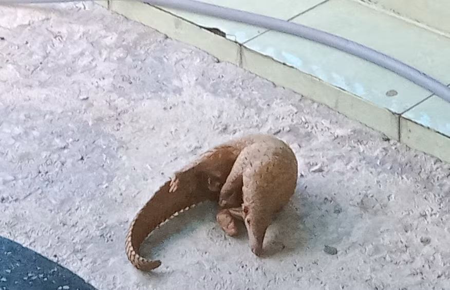 Cá thể tê tê Java được người dân giao nộp.