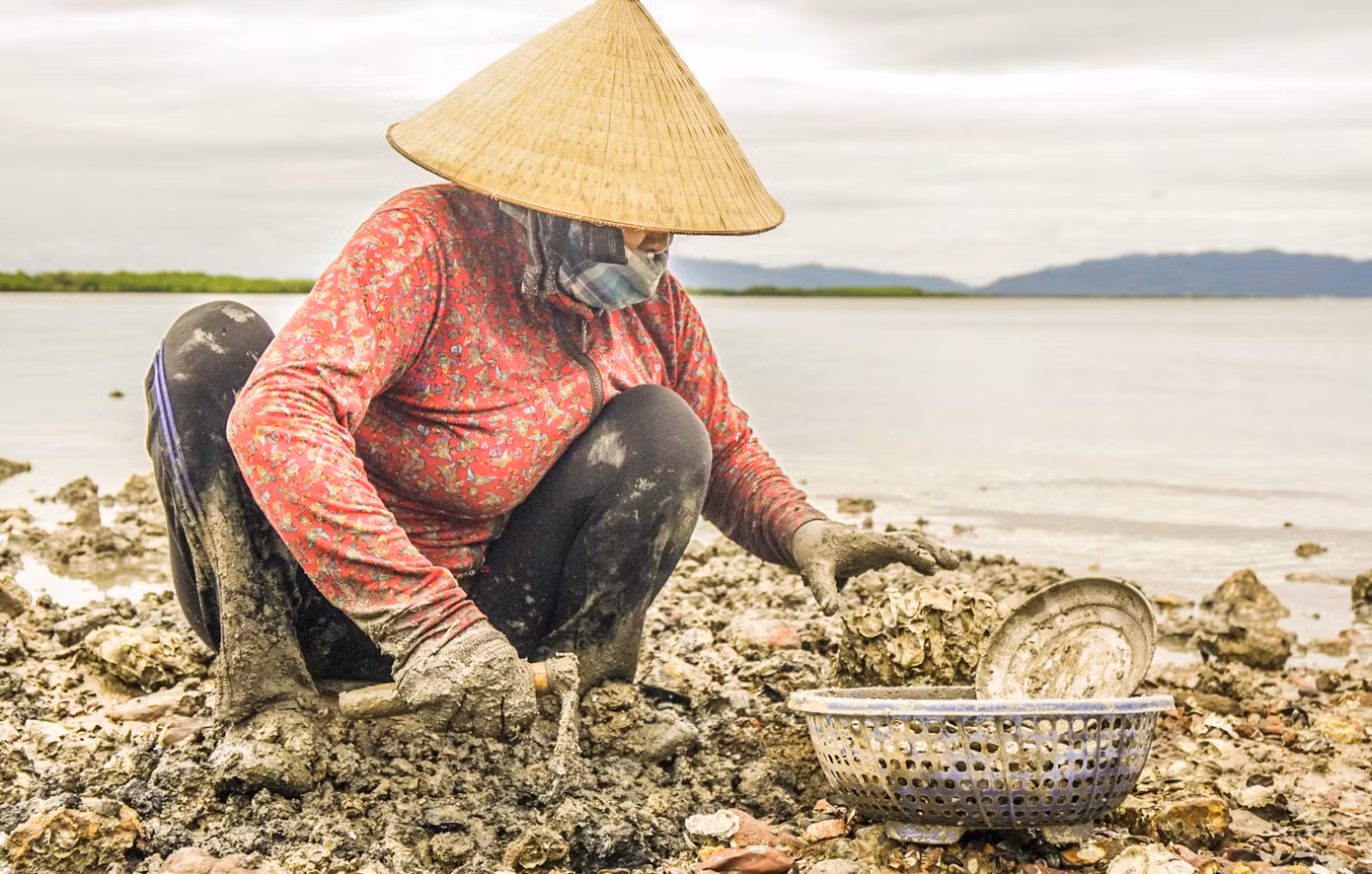Người dân vùng ven đầm nắm rõ quy luật này nên canh khi nước vừa xuống là tranh thủ ra đào phễnh kiếm thêm thu nhập.