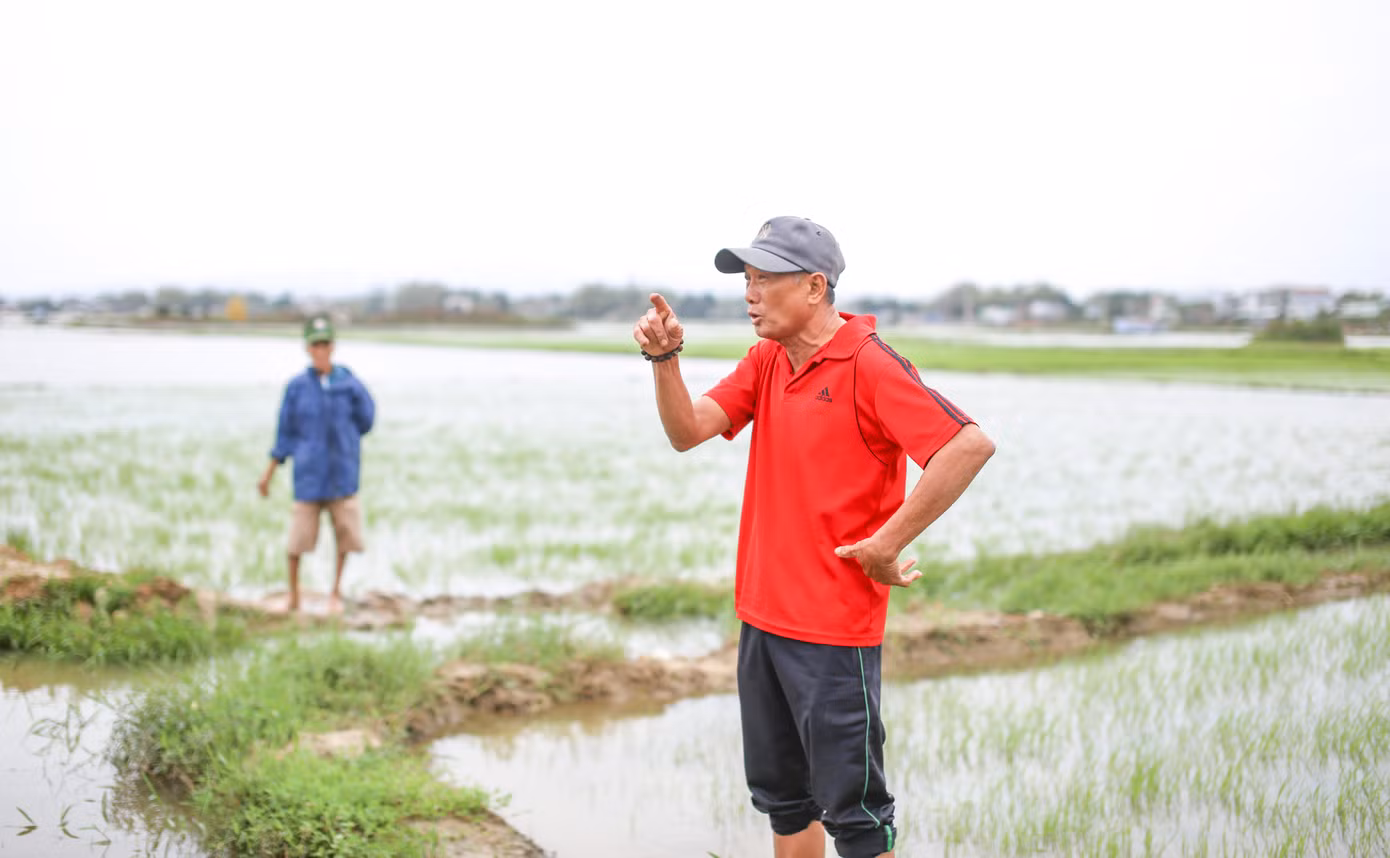 “Vừa xuống giống là gặp mưa ngập hết, lúa không ngóc đầu lên nổi”, ông Trần Đình Sửu 64 tuổi, thôn Bình Lâm, xã Phước Hòa cho biết. 7 sào ruộng của gia đình ông đã sạ tới 2 lần, nhưng hiện giờ vẫn bị ngập úng. Ảnh: Trương Định.
