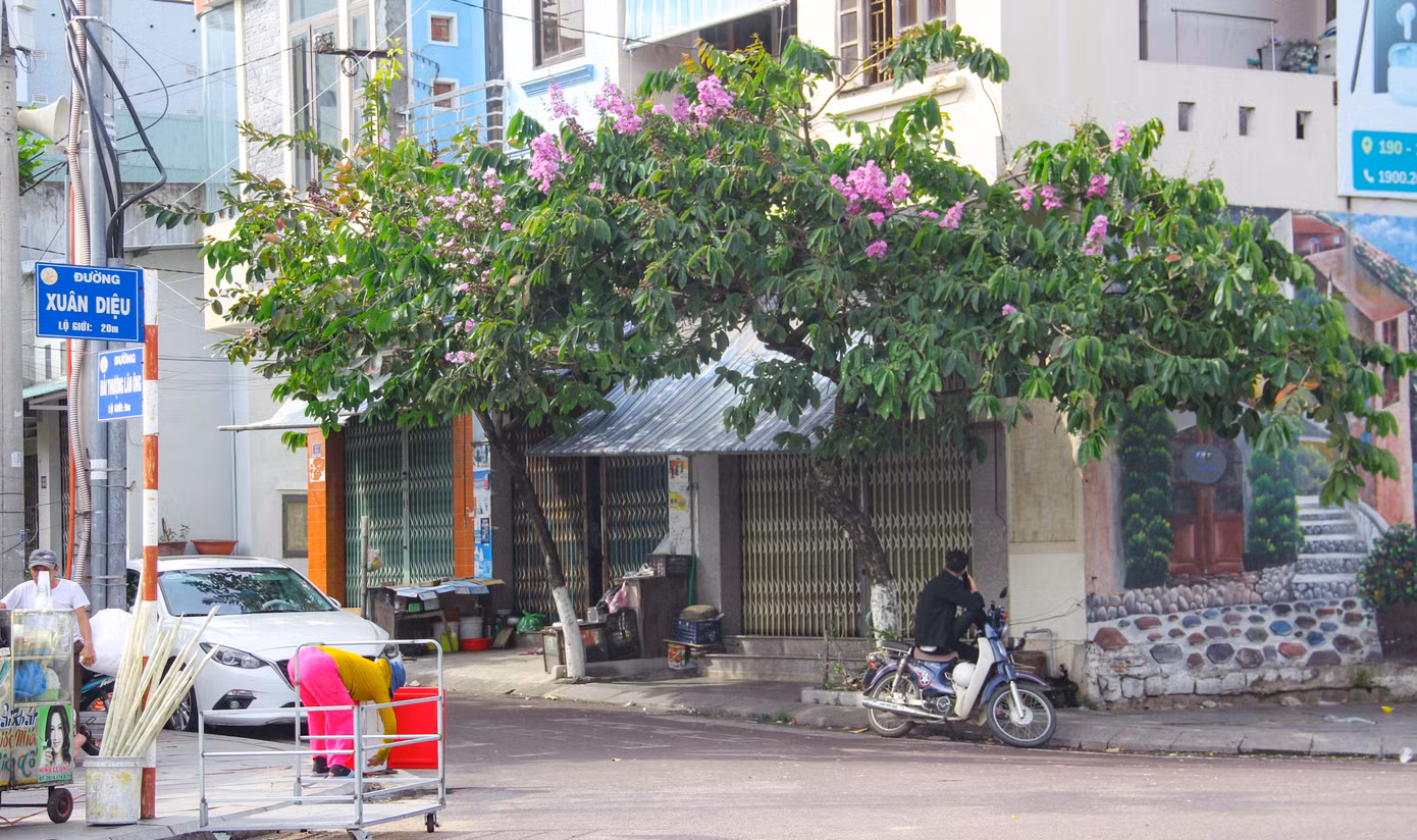Một gốc bằng lăng bung hoa tím ngắt góc đường Xuân Diệu (TP. Quy Nhơn). Ảnh: Trương Định