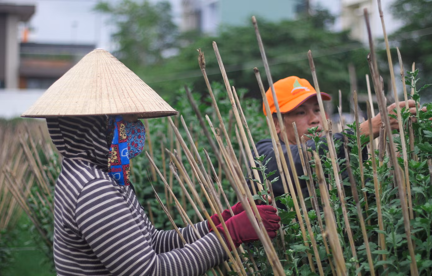 Chủ vườn Nguyễn Văn Vui (39 tuổi, phường Quang Trung, TP. Quy Nhơn) chia sẻ, đã 7 năm trồng hoa Tết, công việc cũng khá bấp bênh. Năm trước trời mưa gió, vườn cúc gia đình anh ngã đổ, thiệt hại lớn. Gia đình trồng loại cúc đại đóa, giá bán ra thị trường dự kiến 4-5 triệu đồng/chậu, nên vợ chồng anh hi vọng thời tiết ổn định để năm nay có cái Tết đủ đầy. (Ảnh: Trương Định)