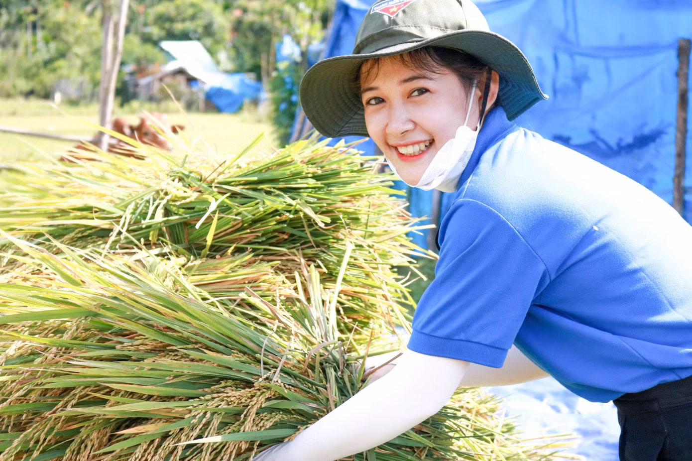 Các ĐVTN hỗ trợ thu hoạch lúa cho người dân ở xã Đak Mang (huyện Hoài Ân).