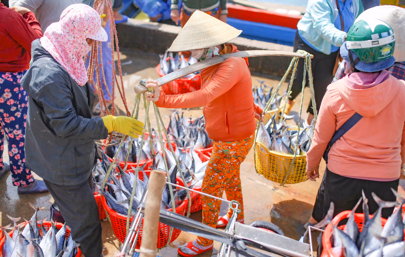 Cá ngừ chù được ngư dân Nhơn Lý đánh bắt được mang vào bờ. Ảnh: Trương Định