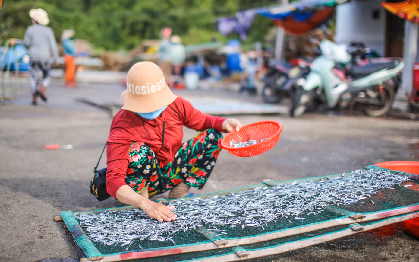 ... hoặc đem đi phơi khô để bán. Ảnh: Trương Định