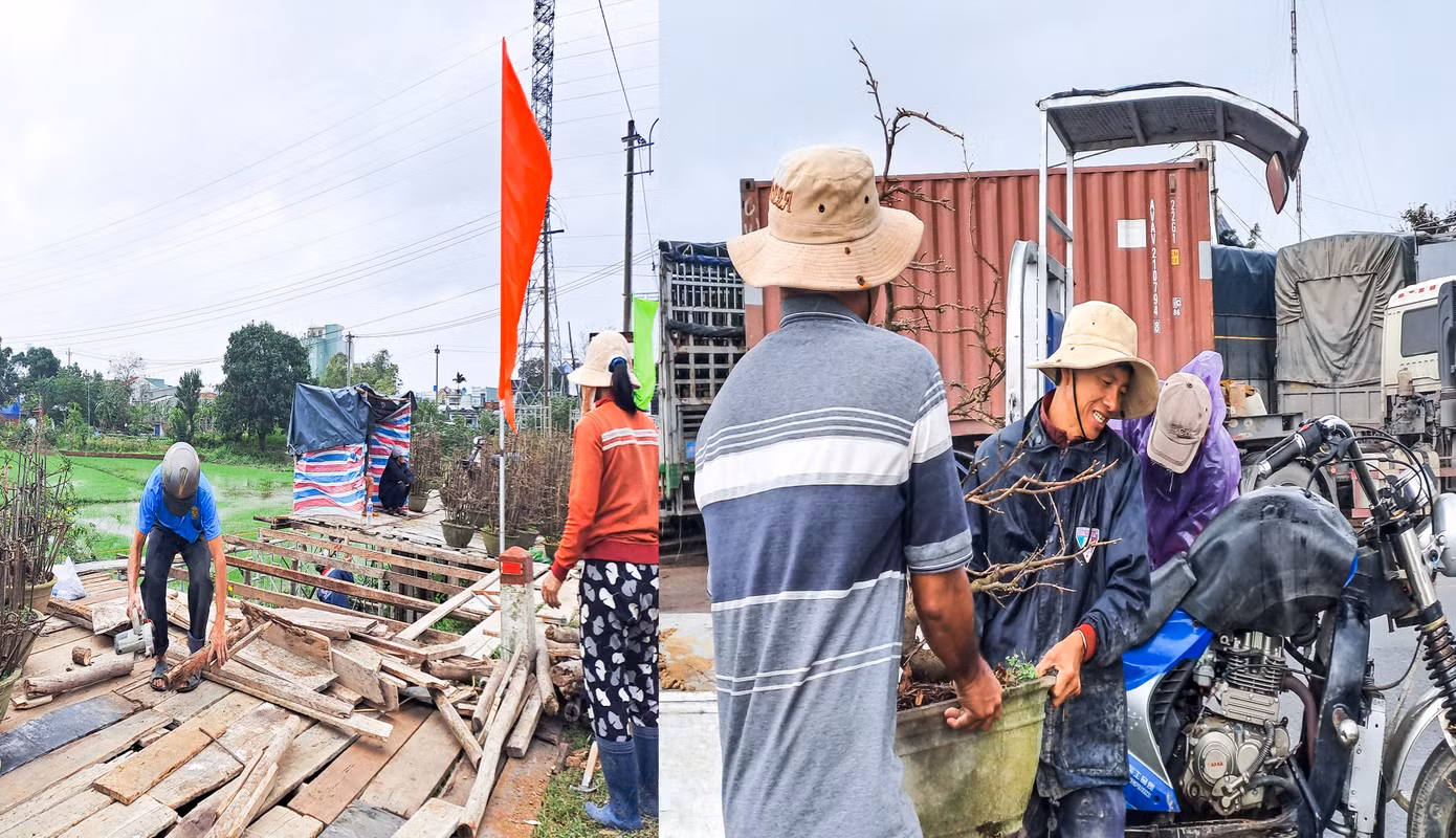 Các nhà vườn thuê bãi và tranh thủ dựng sạp dọc các tuyến đường chính đưa mai ra để bày bán. Ảnh: Trương Định