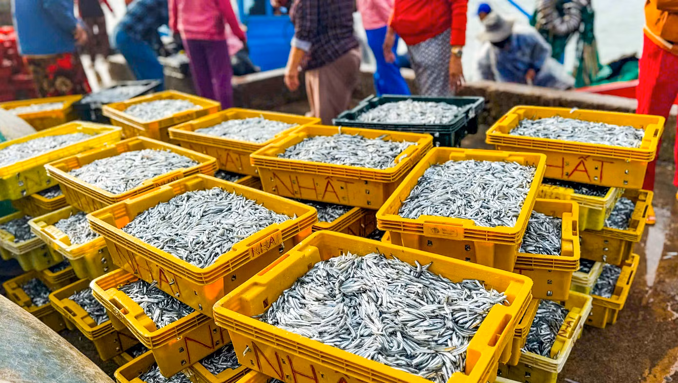 Theo người dân địa phương, tàu ra khơi thường mất vài tiếng, quá trình vây lưới đánh bắt nếu trúng mẻ cá thì lập tức quay vào bờ để bán. Cứ thế tàu ra khơi đánh bắt từ sáng sớm đến tối mịt. Hiện tại, ngư dân chủ yếu đánh bắt cá cơm. Ảnh: Trương Định