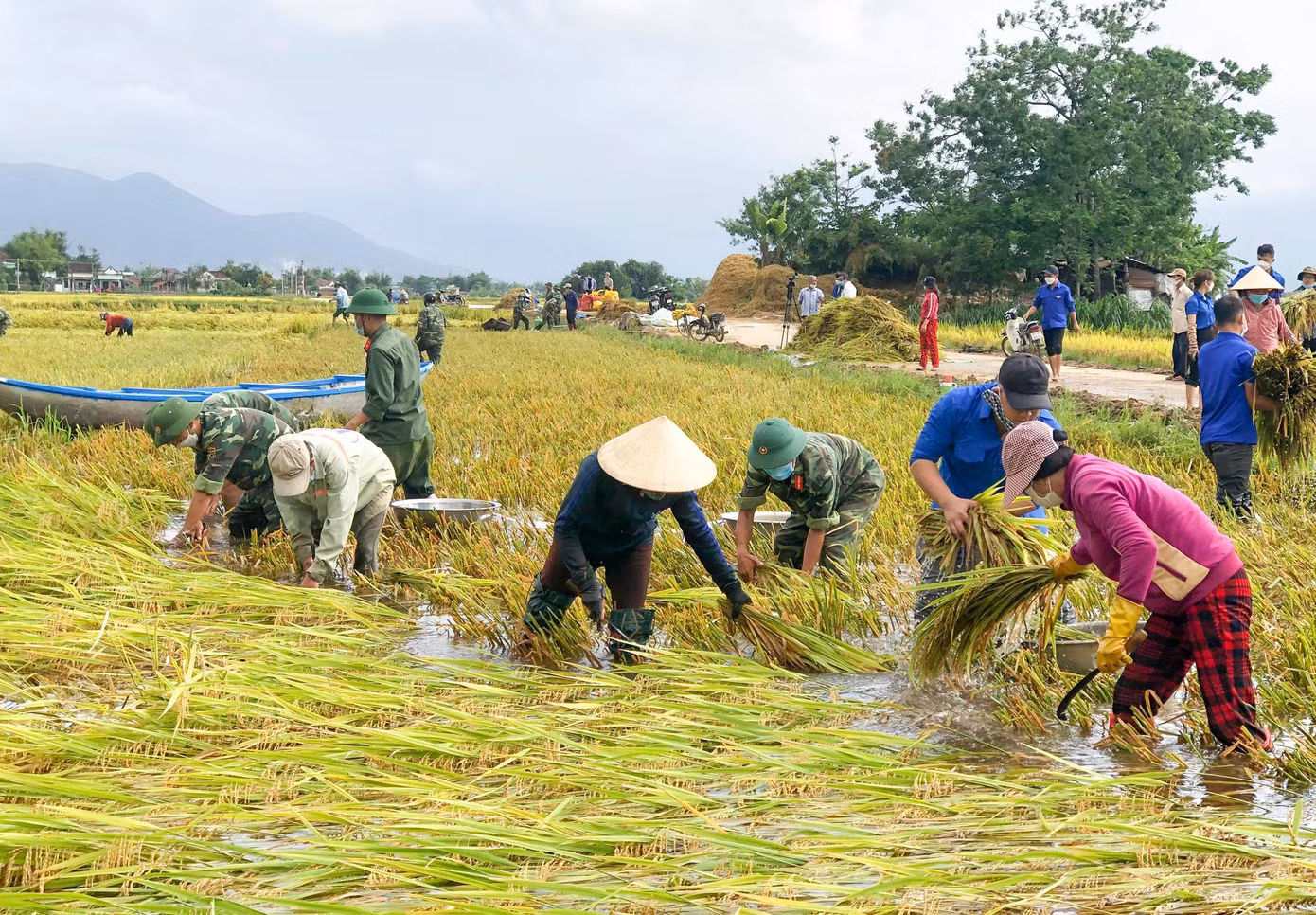 Ghi nhận của Tiền Phong, ngay từ sáng sớm (5/4) các lực lượng vũ trang, ĐVTN cùng xuống đồng phụ giúp người dân ở huyện Tuy Phước thu hoạch lúa bị ngã đổ do đợt mưa lớn bất thường trước đó. Ảnh: Trương Định