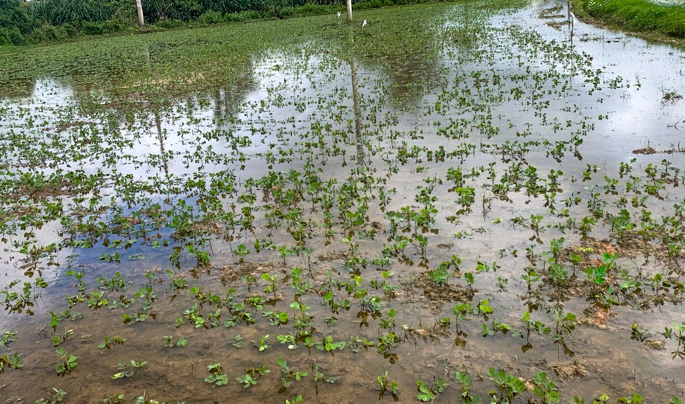 Cây đậu phộng bị ngâm trong nước. Ảnh: Trương Định