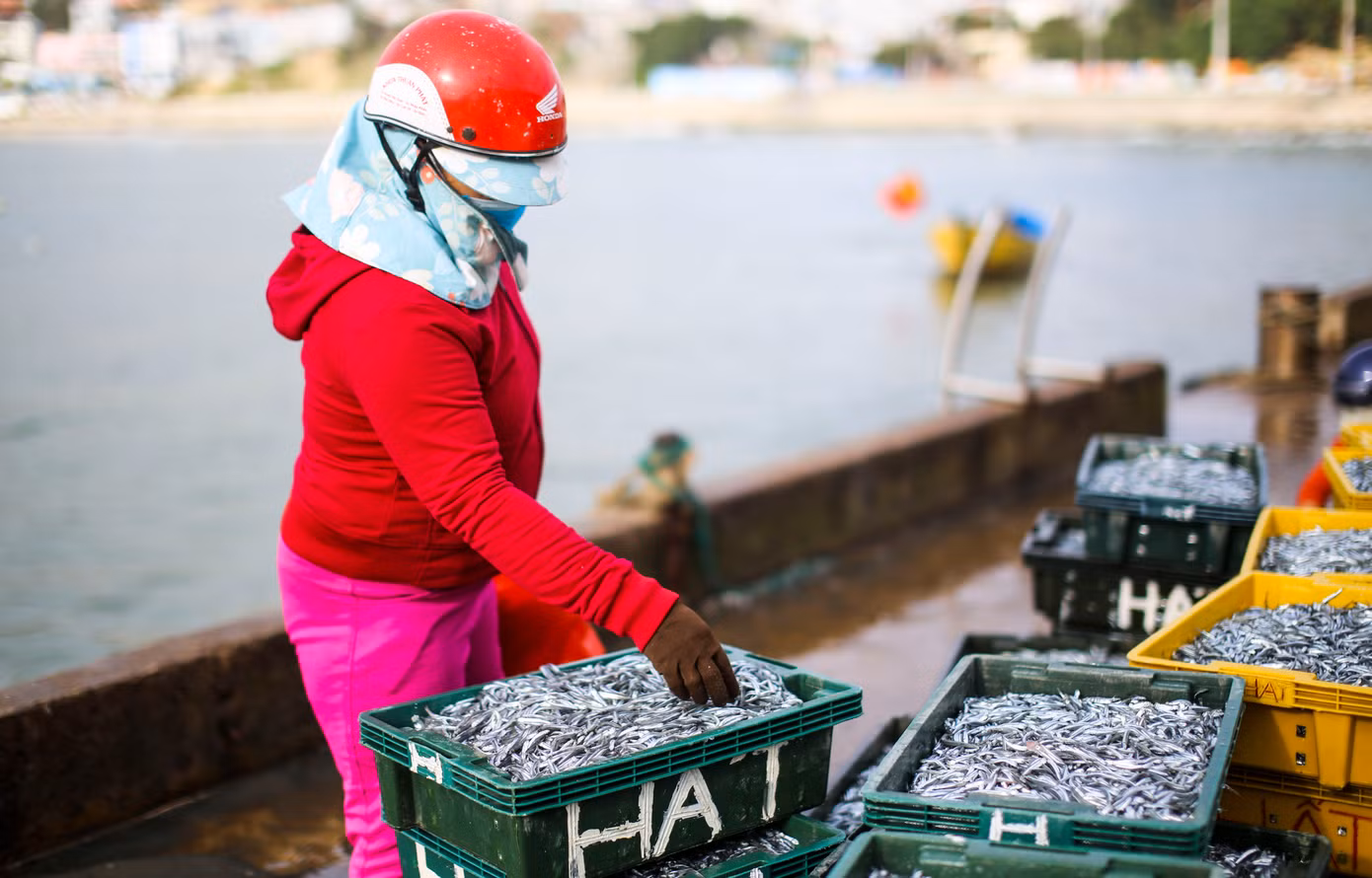 Những mẻ cá cơm tươi rói được thương lái thu mua đem đi tiêu thụ. Ảnh: Trương Định