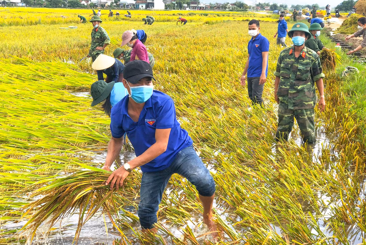 Nhiều diện tích lúa bị ngã đổ, ngập trong nước, phải dùng liềm để cắt và vớt lên từng gié lúa. Ảnh: Trương Định