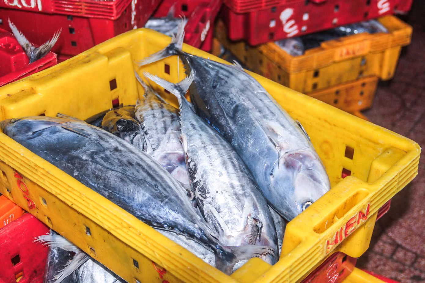 Qua tìm hiểu, hiện cá ngừ sọc dưa từ 25.000-35.000 đồng/kg. Ảnh: Trương Định