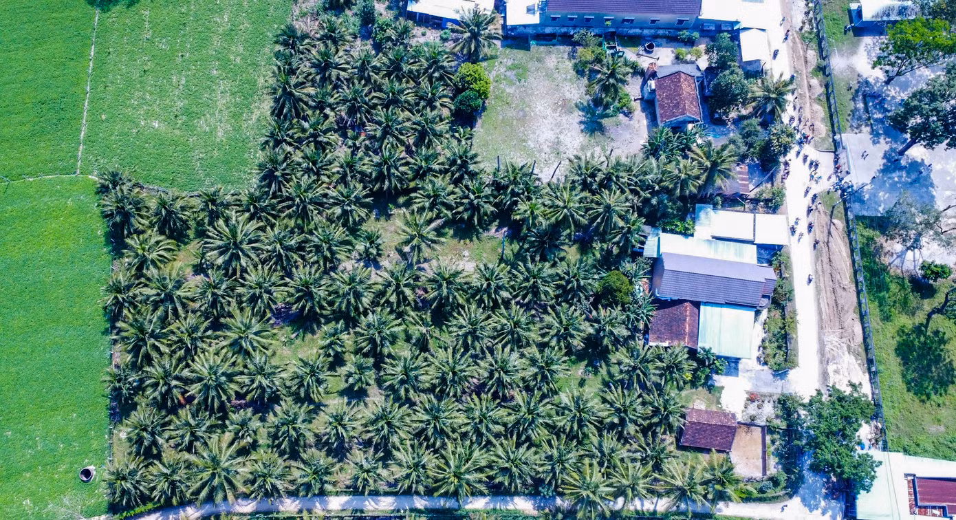 Vườn dừa của anh Lưu Anh Vũ ở thôn Tùng Chánh, xã Cát Hiệp. Ảnh: Trương Định.