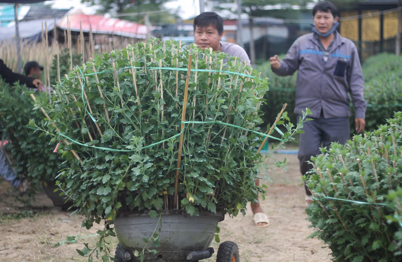 Theo các nhà vườn, từ lúc xuống giống đến khi có một chậu hoa thành phẩm phải mất 5-6 tháng chăm sóc. Thời điểm này được xem giai đoạn quyết định nên hầu hết các chủ vườn đều bận rộn, ngoài các lao động trong nhà, các chủ vườn cũng thuê thêm người làm để kịp chăm sóc, để có hoa kịp xuất bán Tết. (Ảnh: Trương Định)