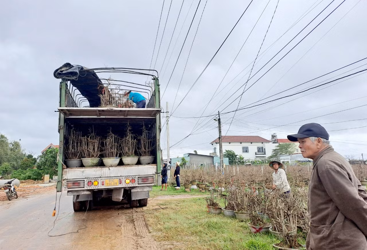 Mai được đưa lên xe xuất bán ra các thị trường. Ảnh: Trương Định