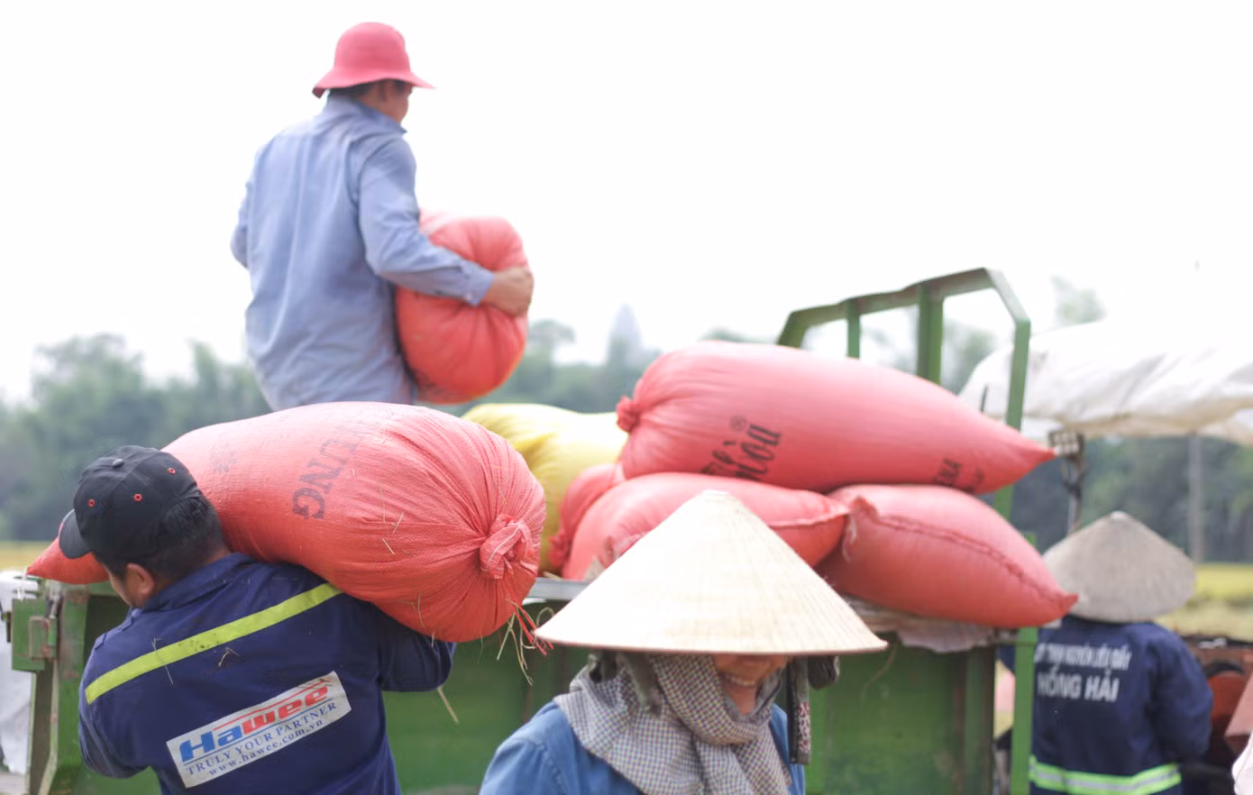 Lúa được đóng bao đưa về nhà. (Ảnh: Trương Định)