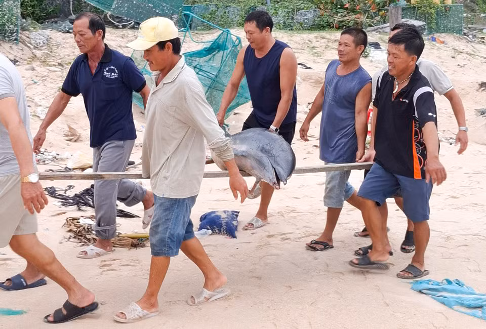 Người dân đưa cá heo vào bờ. Ảnh: Tám Niên