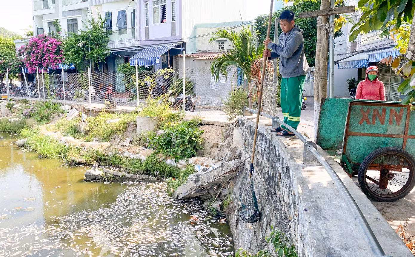 Lực lượng chức năng tiến hành thu dọn xác cá chết.