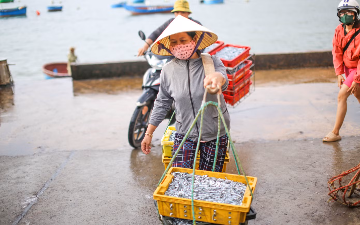 Những mẻ cá cơm tươi rói được thương lái thu mua đem đi tiêu thụ. Ảnh: Trương Định