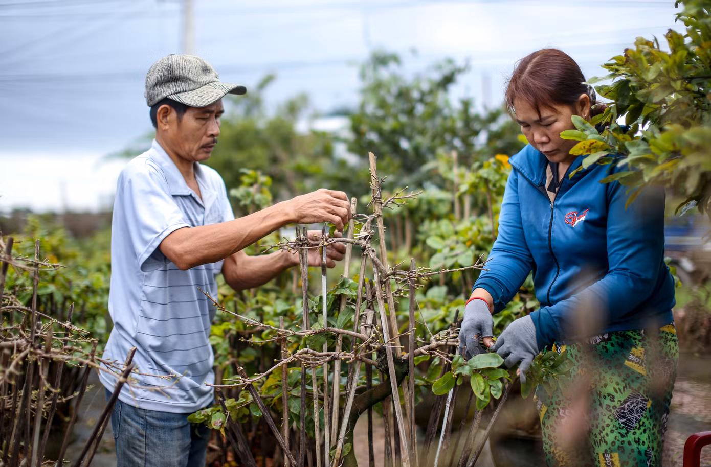 Ông Nguyễn Đình Thi 56 tuổi, thôn Trung Định cho hay, thời điểm này chưa có người đến xem mai nhiều, thông thường vào đầu tháng sau. Hiện cũng có người đến xem mai, nhưng chủ yếu họ đi “dặm”, xem trước. Ảnh: Trương Định