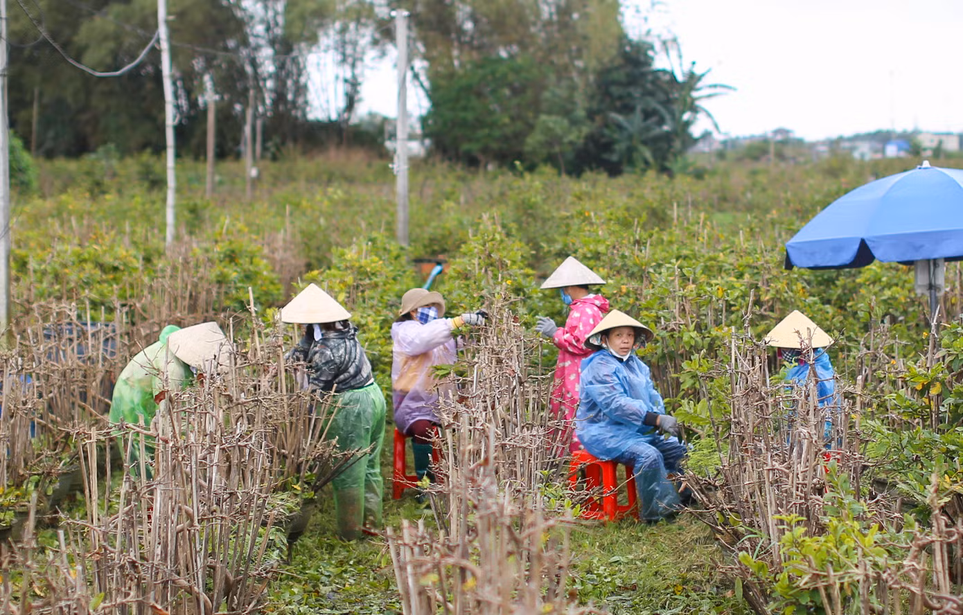 Vào tháng Chạp hằng năm, nhà vườn trồng mai ở thị xã An Nhơn (Bình Định) bận rộn với công việc xuống lá cho cây để kịp hoa xuất bán ra thị trường, phục vụ người dân vui xuân đón Tết. Ảnh: Trương Định
