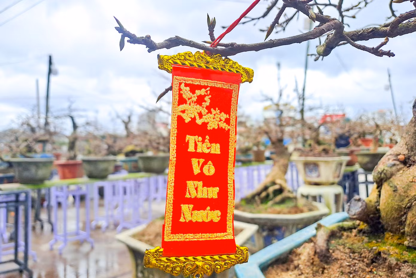 UBND thị xã An Nhơn đã ban hành kế hoạch tổ chức Lễ hội mai vàng An Nhơn lần I - năm 2023. Theo đó, Lễ hội sẽ diễn ra từ ngày 9 – 11/1/2023 (tức ngày 18 - 20 tháng Chạp năm Nhâm Dần) tại Quảng trường Trung tâm thị xã An Nhơn. Nhằm giới thiệu, quảng bá thủ phủ mai vàng, thúc đẩy phát triển làng nghề truyền thống gắn với phát triển du lịch. Ảnh: Trương Định