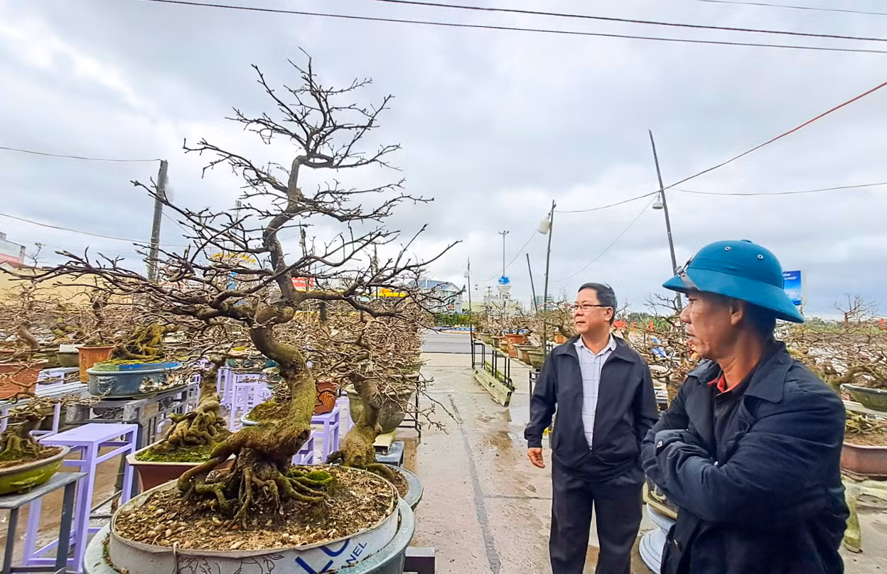 Theo các nhà vườn trồng mai ở thị xã An Nhơn, năm nay số lượng mai đi ra thị trường phía Bắc rất "hiếm" vì tại thời điểm này không khí khá lạnh, các bông búp còn nhỏ không thể bung nở kịp nên thương lái không chọn mua. Ảnh: Trương Định