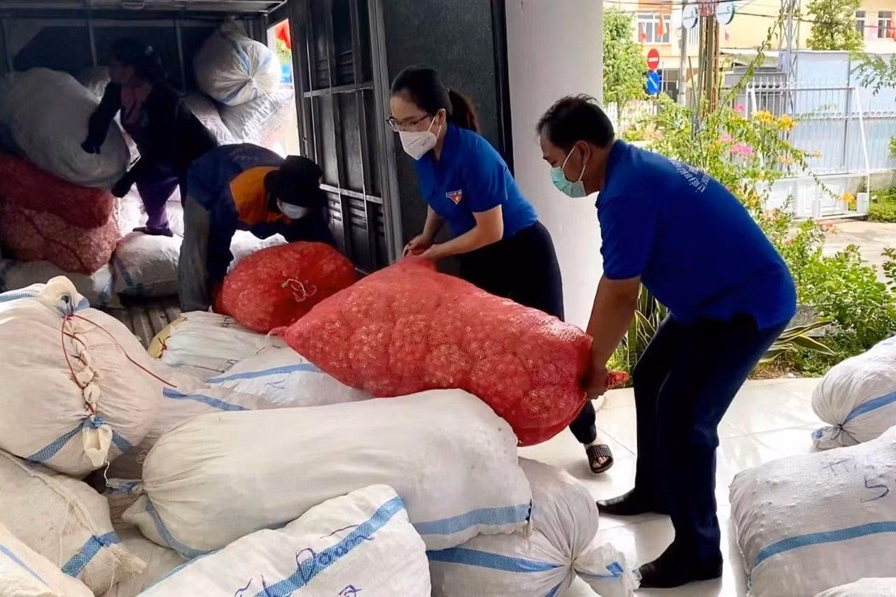 Sau hơn 2 tuần triển khai, hơn 50 tấn tỏi Lý Sơn bình ổn giá được tuổi trẻ Quảng Ngãi kết nối tiêu thụ cho bà con nông dân