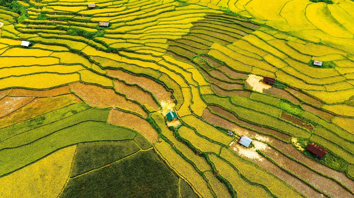 Đồng lúa Kon Tu Rằng. Ảnh: Nguyễn Văn Ban