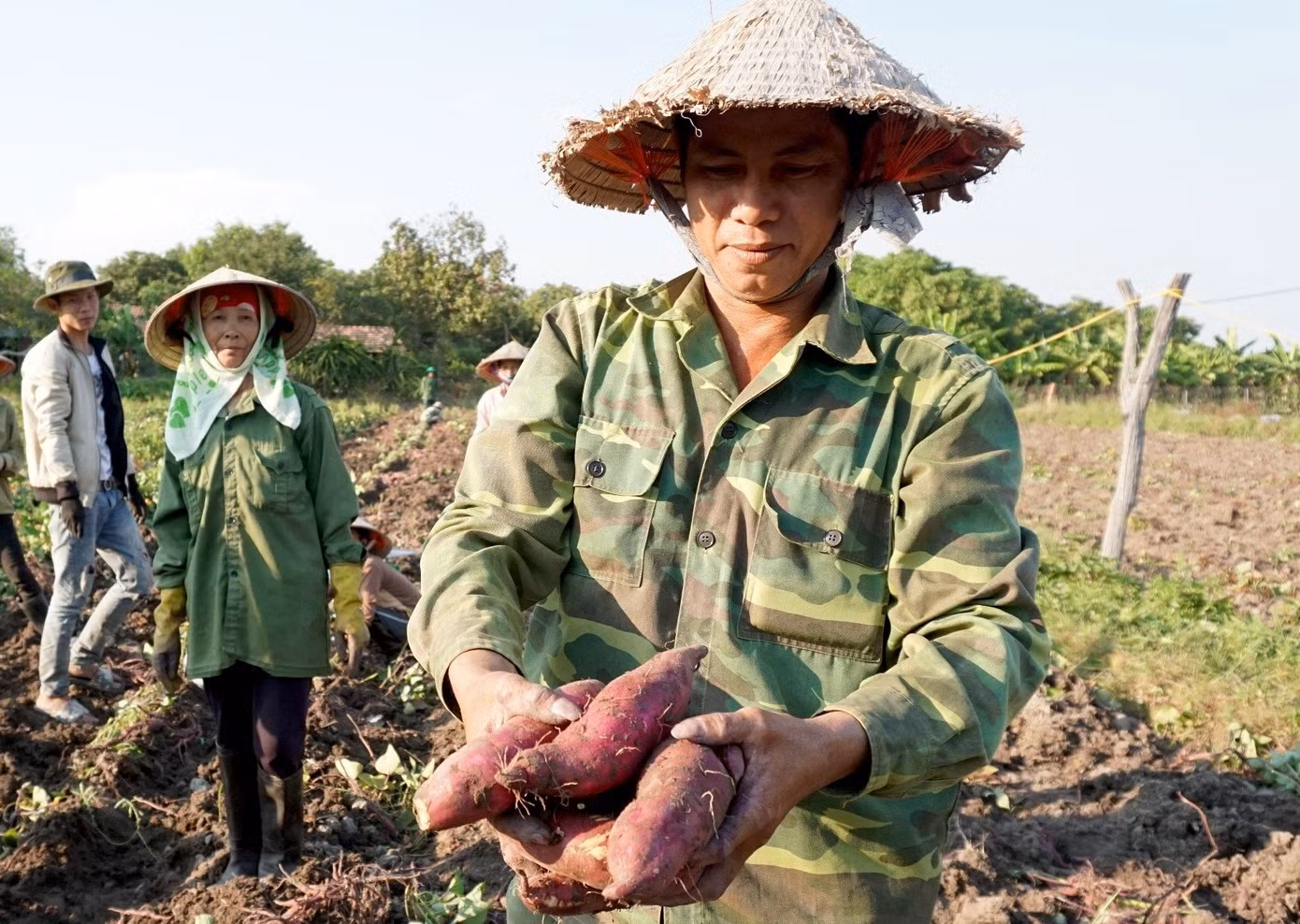 Nông dân Phú Thiện lo lắng vì khoai rớt giá thê thảm.