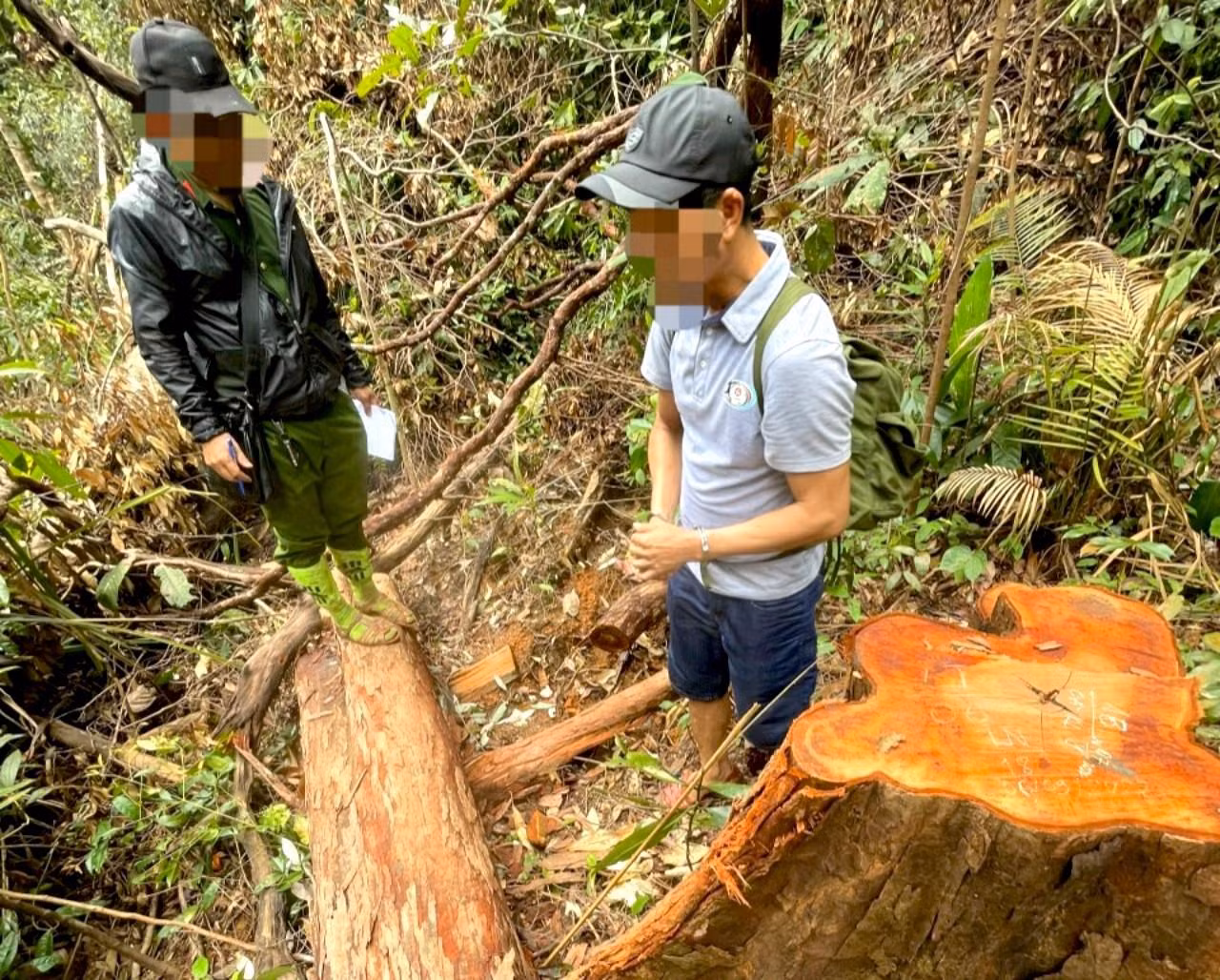 Cơ quan công an dẫn giải các đối tượng trong vụ khai thác lâm sản trái phép thực nghiệm tại hiện trường.