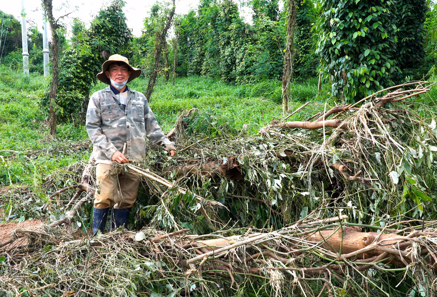 Ông Đặng Văn Dậu (trú xã Ia Ga, huyện Chư Prông) bị thiệt hại hơn 2,5ha hoa màu cùng cây lâu năm