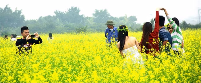 Khi mùa hoa lau hay hoa hibiscus đã tàn thì hoa cải vàng lại bắt đầu bung nở