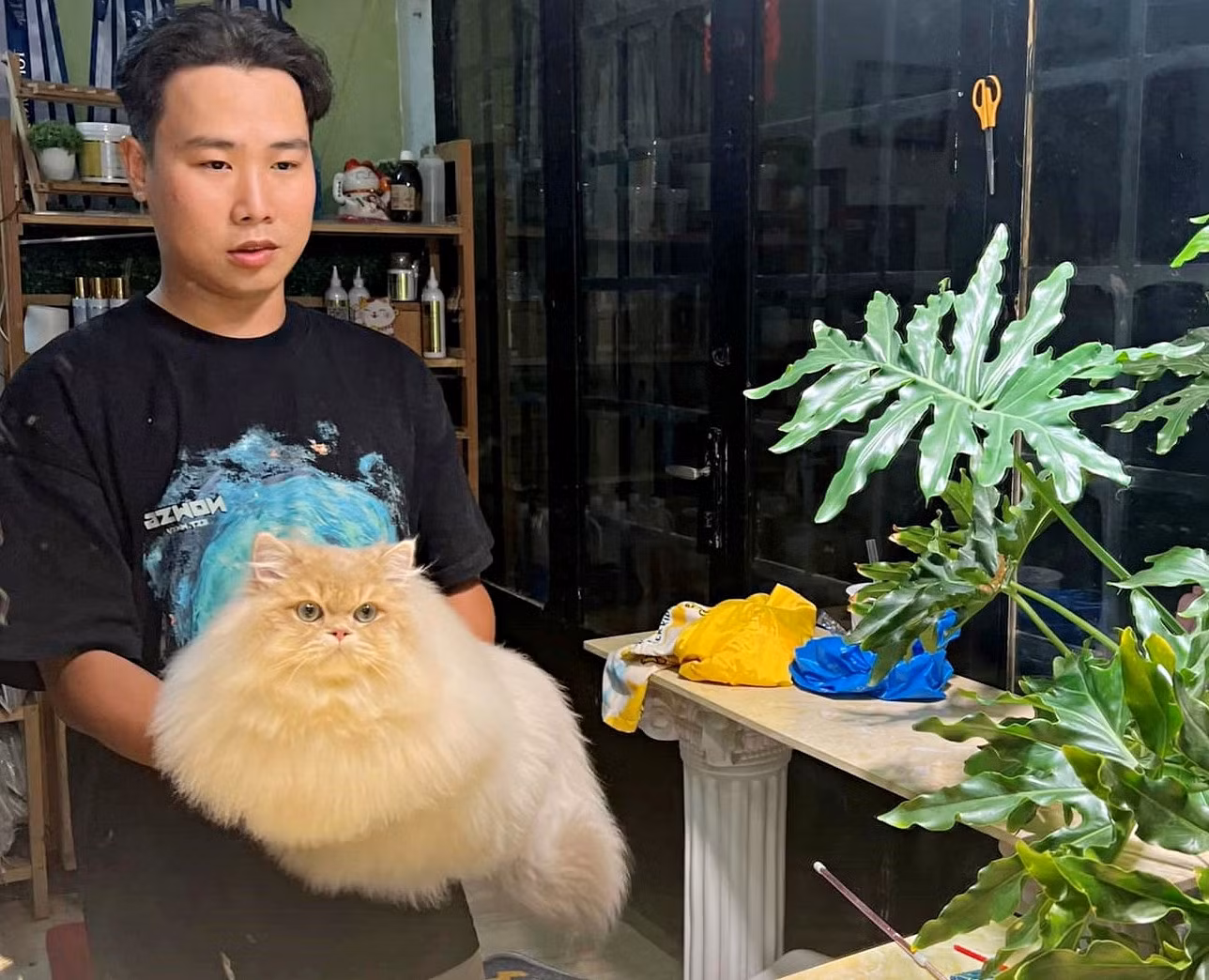 Duy đến với công việc nhân giống, chăm sóc, đưa mèo "quý tộc" tham gia các cuộc thi sắc đẹp một cách tình cờ. Ảnh: Nhân vật cung cấp