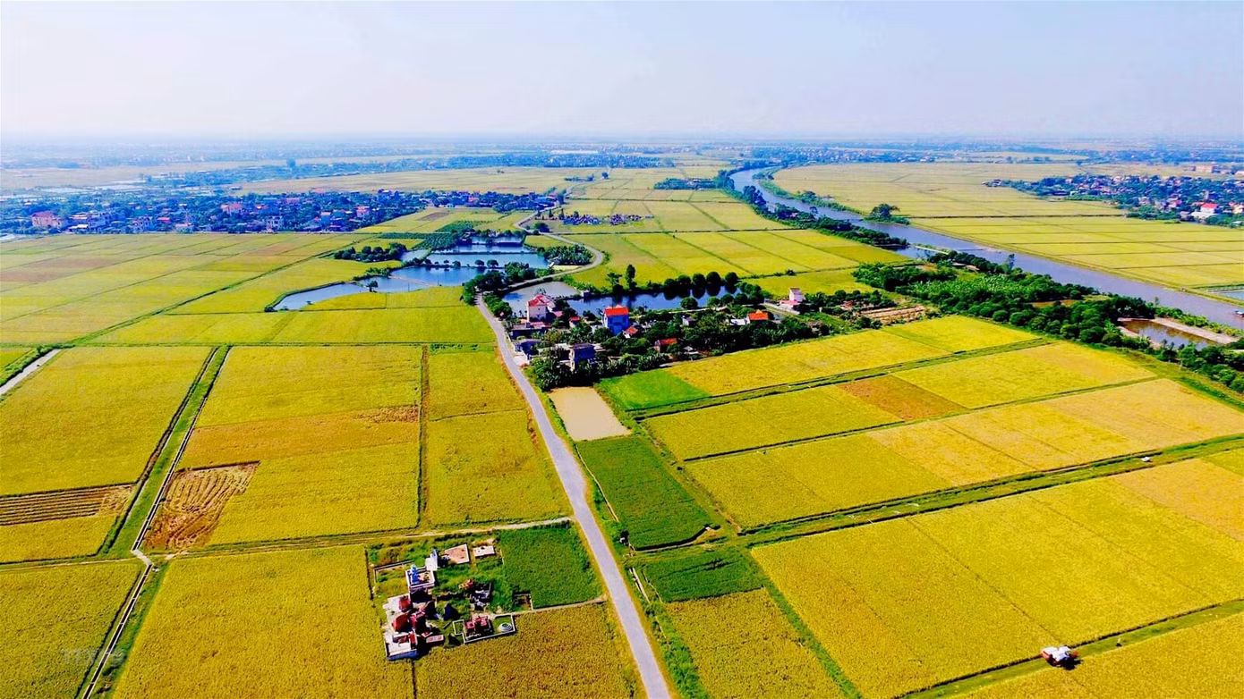 Thông tư 02 của Bộ Tài chính quy định, hỗ trợ cho người trồng lúa không thấp hơn 50% kinh phí để áp dụng giống mới, tiến bộ kỹ thuật, công nghệ mới trong sản xuất lúa. Ảnh minh họa.