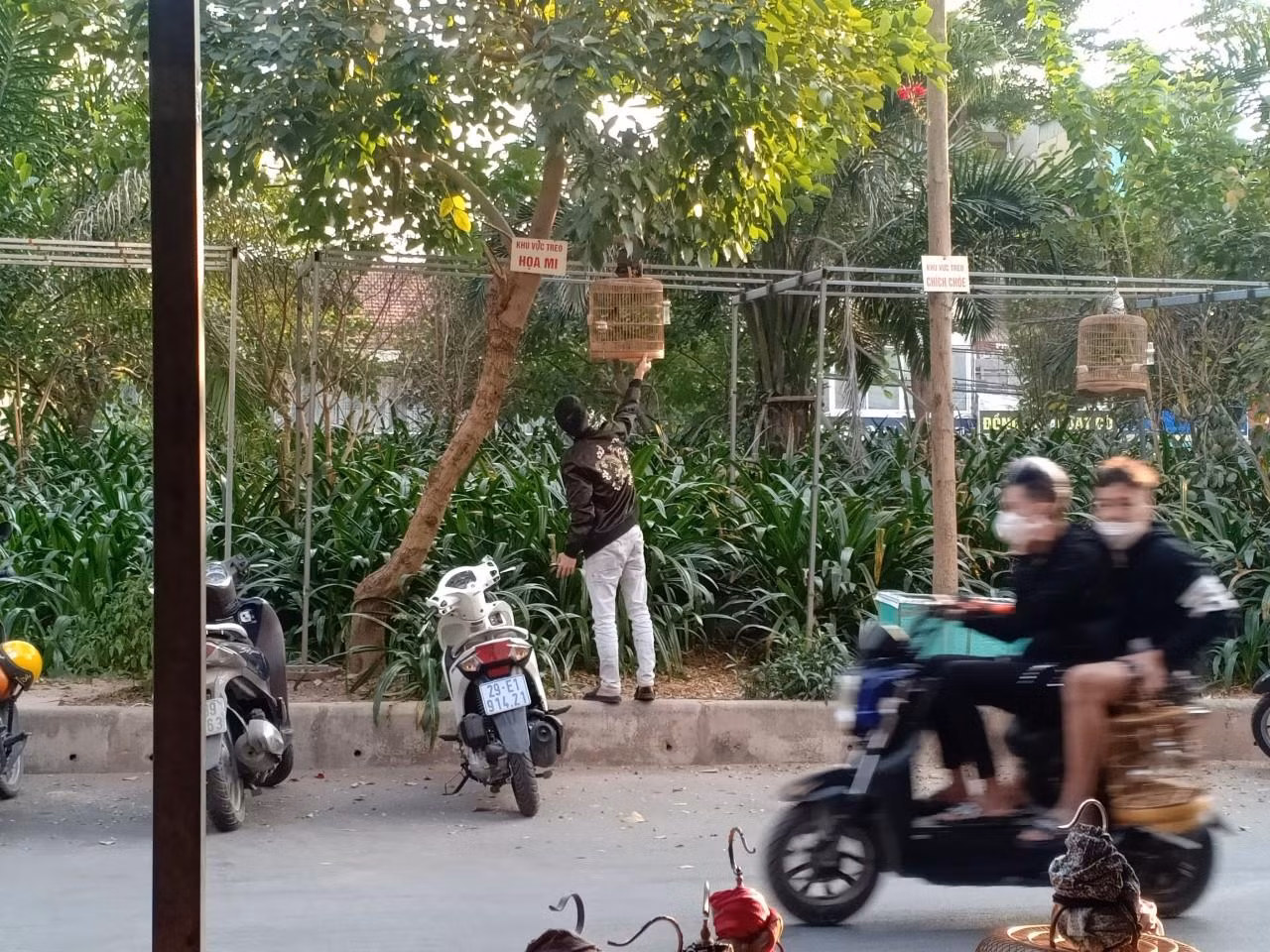 Bên kia đường, nhiều điểm được những người này phân ra từng khu vực theo từng loài chim; đóng thành những giàn khung sắt để treo lồng chim để thu hút khách hàng.