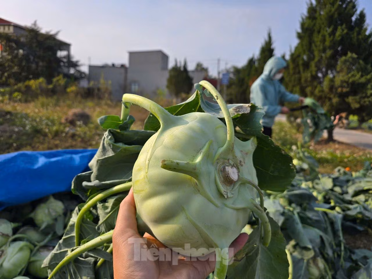 Ông Trần Văn Hùng - một người trồng rau - cho biết, mỗi sào su hào đầu tư gồm phân bón, giống hết khoảng 1 triệu đồng. Như năm ngoái, giá rau củ khoảng 10.000 đồng/kg thì người trồng có lãi khoảng 3-4 triệu đồng/sào. Nhưng năm nay, giá chỉ bằng 1/3 năm trước nên hầu như người trồng rau không có lãi, thậm chí là lỗ công chăm sóc. "Giá bán rau thấp như thế này, năm nay người trồng rau như chúng tôi có cái Tết buồn nhất trong mấy năm gần đây", ông Hùng chia sẻ.