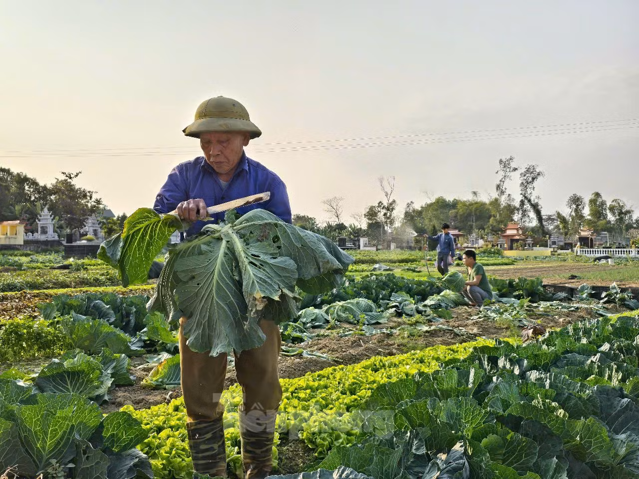 Dù giá rẻ nhưng cũng rất khó bán. Bà Nguyễn Thị Nhung - một người trồng rau - cho biết, hầu như không có người đến ruộng thu mua mà phải mang ra chợ bán. Thế nhưng, ở chợ cũng ít người mua, mỗi người chỉ mua 1-2kg rau củ/loại. "Có lẽ, thói quen tích trữ rau củ của người dân đã dần thay đổi. Bởi, chợ dân sinh từ ngày mùng 1, mùng 2 Tết đã có người bán hàng", bà Nhung chia sẻ.