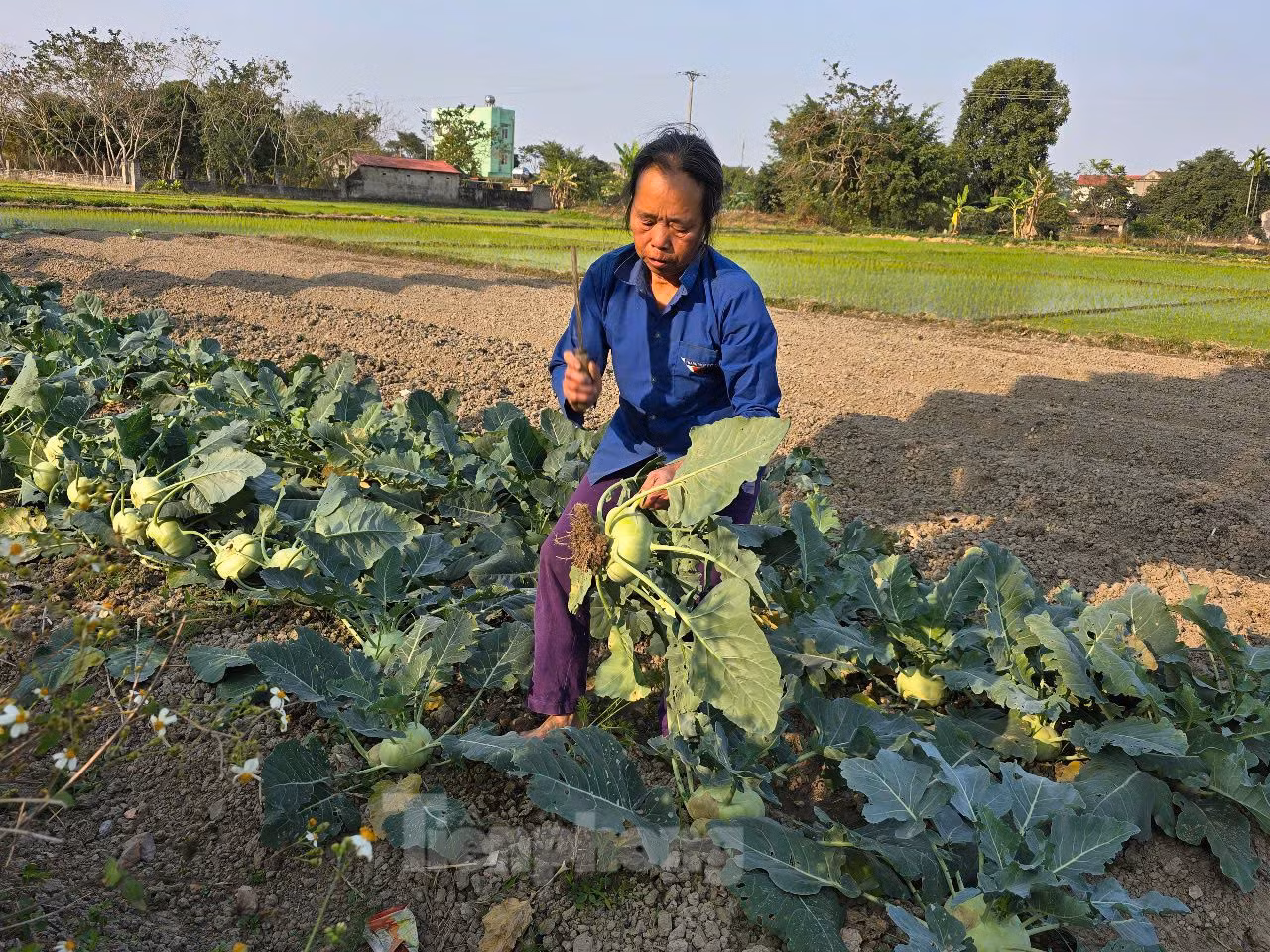 Bà Vũ Thị Thành - người trồng rau tại thị trấn Vĩnh Lộc, huyện Vĩnh Lộc - cho biết, hiện tại giá rau củ Tết rất rẻ, gần như cho không. Cụ thể, giá su hào, tại vườn giá chỉ khoảng 2.000- 3.000 đồng/kg; giá cải bắp khoảng 4.000 đồng/kg. Giá khá cao hơn là súp lơ cũng chỉ được chừng 5.000 đồng/kg.