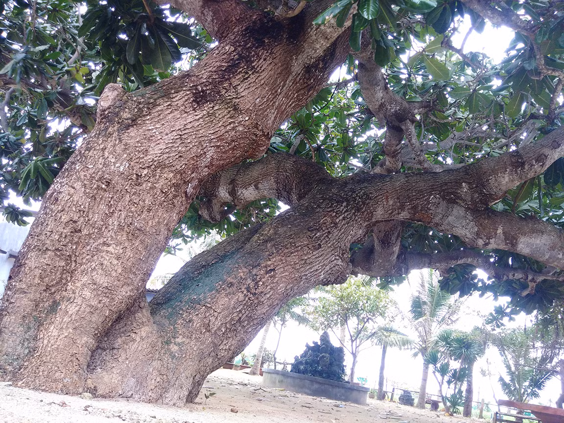  Thăm các cụ bàng 'cổ quái' ở Lý Sơn ảnh 1