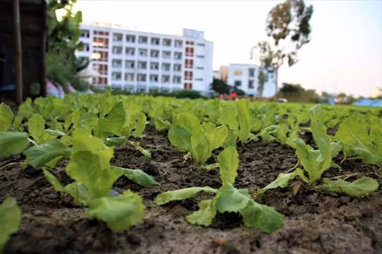Biến đất trăm tỷ bỏ hoang thành vườn rau sạch ảnh 3