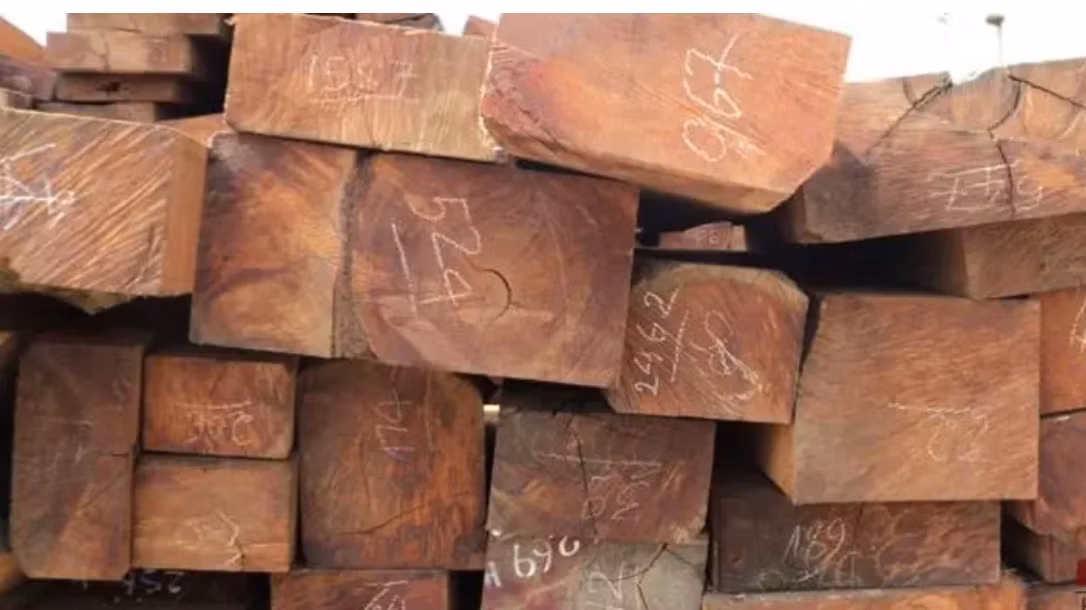 Gỗ trắc thuộc loại quý hiếm.